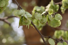 Holoptelea integrifolia